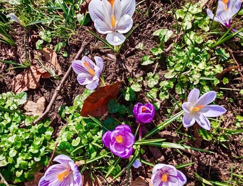 Family Business as Living System: Strategy that Breathes