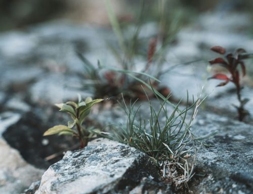 Somatic Resilience in Times of Change