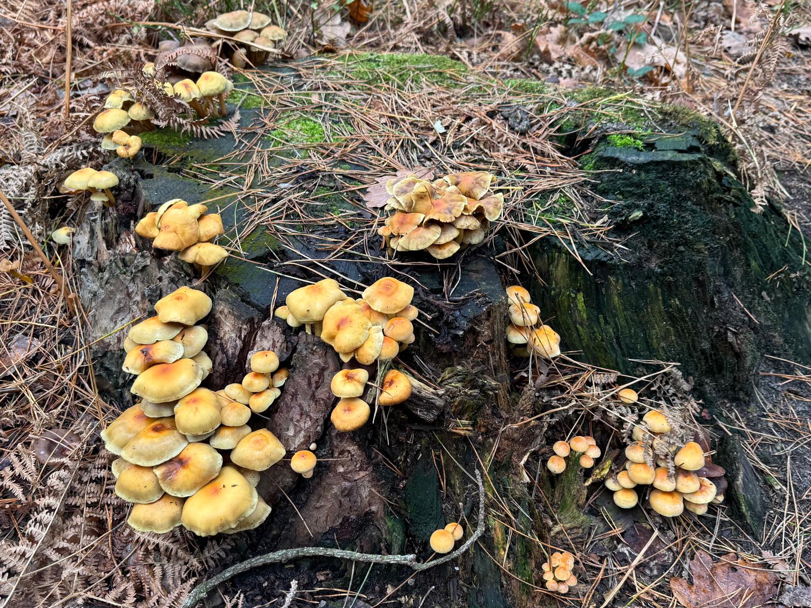 Mushrooms growing from chopped down tree